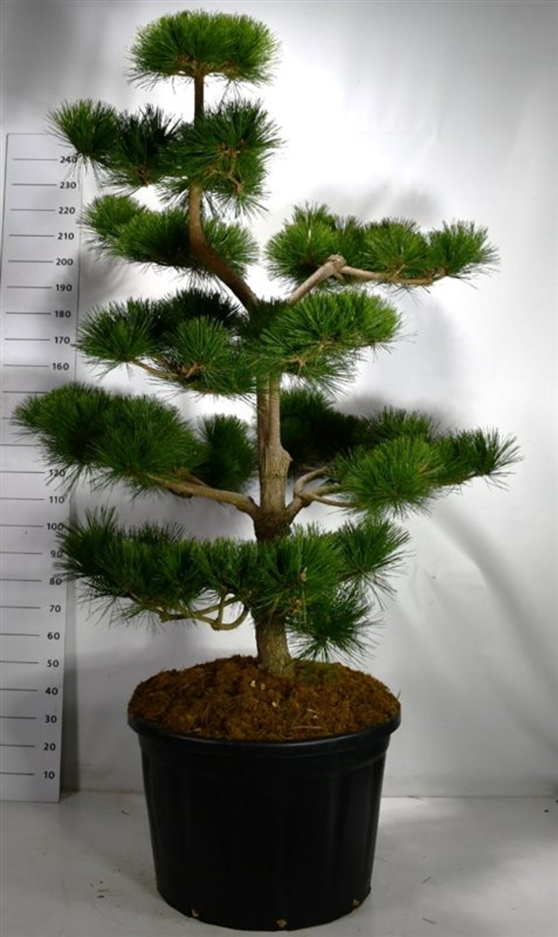 Pinus thunbergii 'Thunderhead' - 175-200 CM Bonsai Cont.